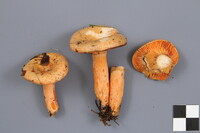 Lactarius thyinos image